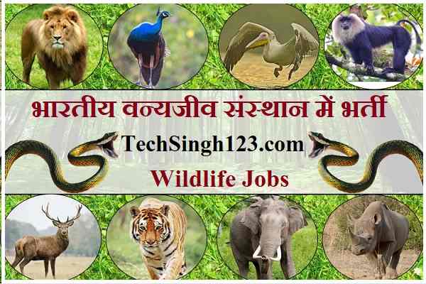 WII Recruitment भारतीय वन्यजीव संस्थान भर्ती Wildlife Institute of India Recruitment
